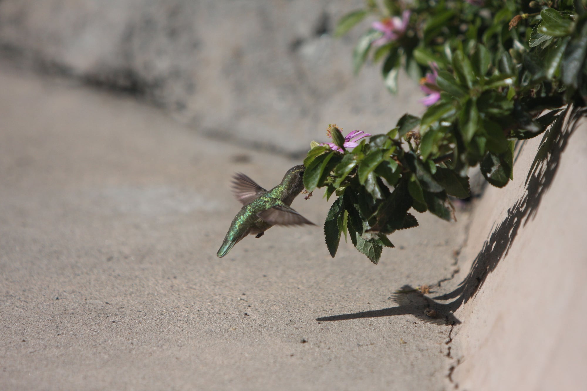 Feathered Ambassadors